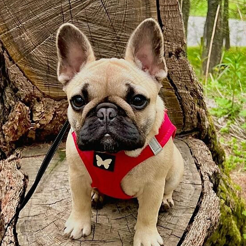 Meilleurs harnais pour bouledogue Français
