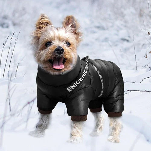 Combinaison portée par un yorkshire