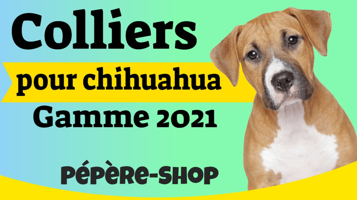 Vidéo promo colliers pour chihuahua