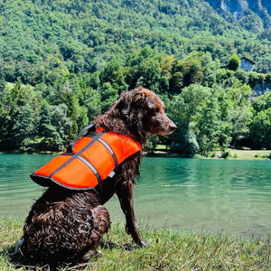 gilet de sauvetage pour chien