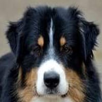 HARNAIS CHIOT BERGER AUSTRALIEN