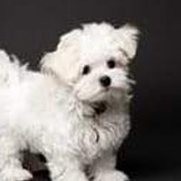 HARNAIS CHIOT BICHON