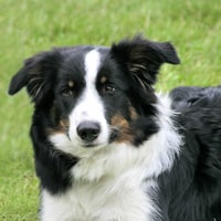 harnais border collie
