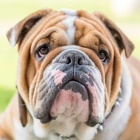 BULLDOG ANGLAIS