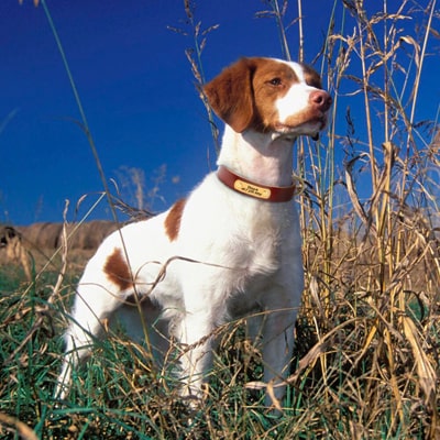 Collier porté par un terrier