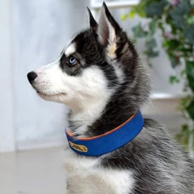 Colliers personnalisé bleu sur un Husky