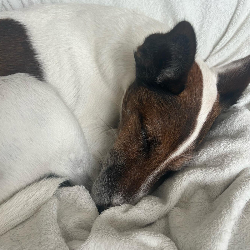 Blog sur la santé du chien