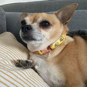 COLLIER POUR CHIHUAHUA