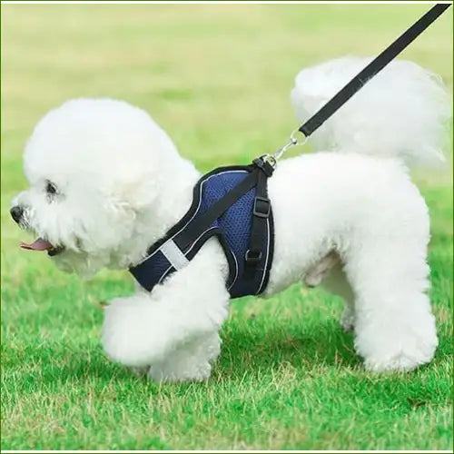 Harnais porté par un caniche
