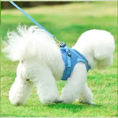 Harnais porté par un bichon maltais