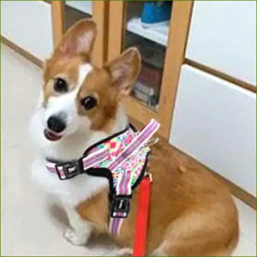 Harnais de promenade sur un corgi