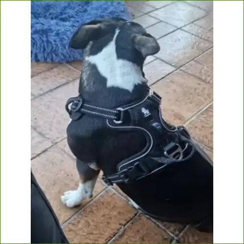 Harnais en nylon ergonomique - modèle sans traction réfléchissant avec poignée TRUE LOVE sur un bouledogue