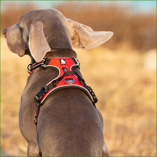 harnais chien ergonomique TRUELOVE COUNTRY