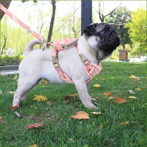 Harnais en tissu avec pochette et laisse coordonnée sur un bouledogue