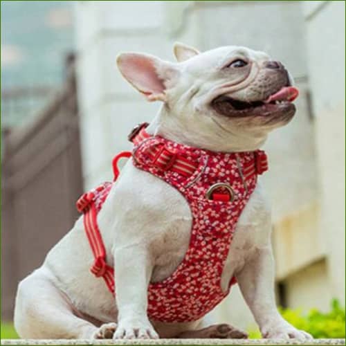 Harnais pour animal de compagnie modèle POPPY RED