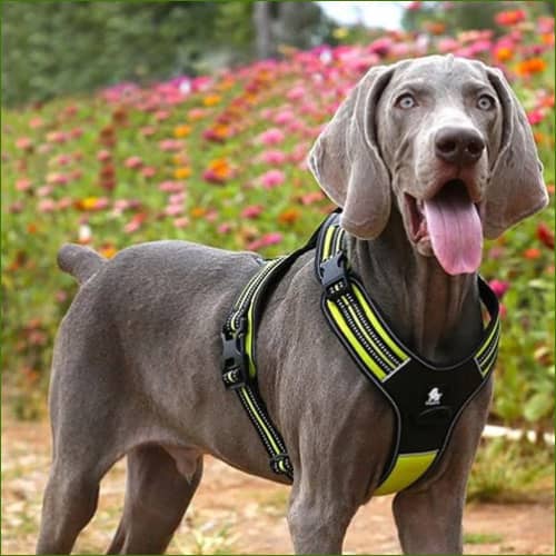 Harnais TRUE LOVE FOREST