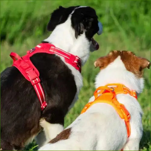 Harnais avec poignée