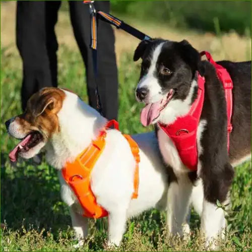 Harnais pour berger australien ajustable et ergonomique avec poignée anti tirage