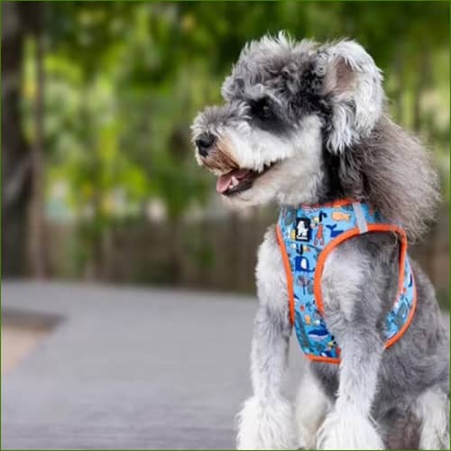 Harnais Tendance Original Pour La Marche Ou Promenade