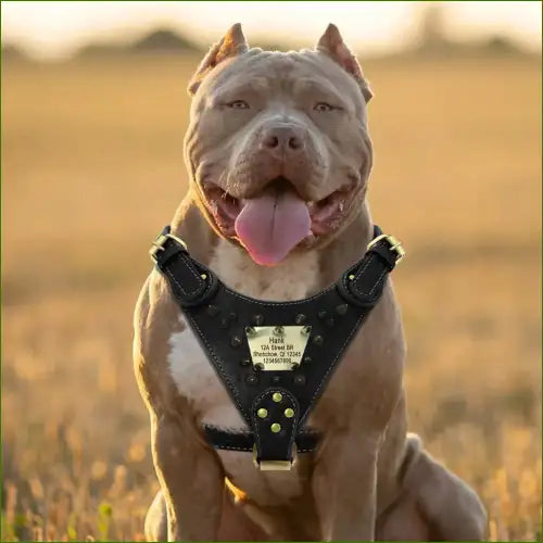 Harnais Torrens Cuir Avec Plaque Personnalisée