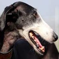 HARNAIS CHIOT LEVRIER