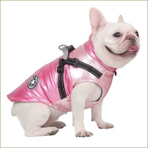 Manteau Harnais Pour French Bouledogue