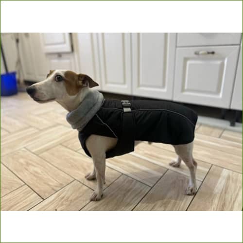 Manteau Pour Jack Russel