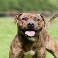 STAFFIE