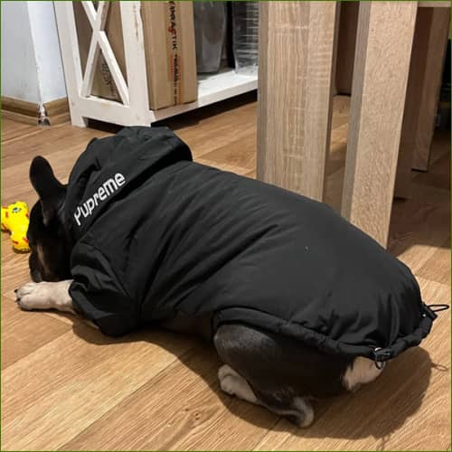 Veste vue de derrière