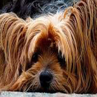 HARNAIS CHIOT YORKSHIRE