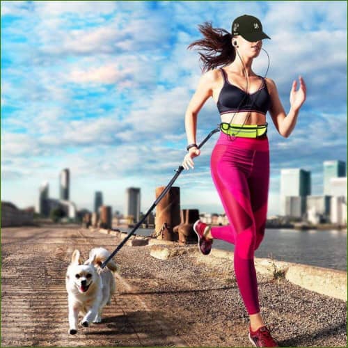ceinture de running pour chien