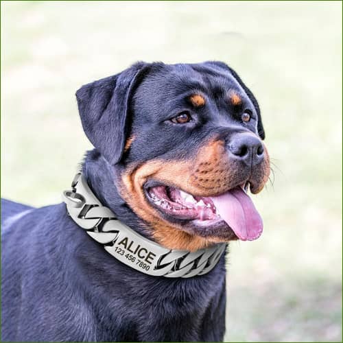Collier En Métal Pour Chien Personnalisé Par Gravure Laser