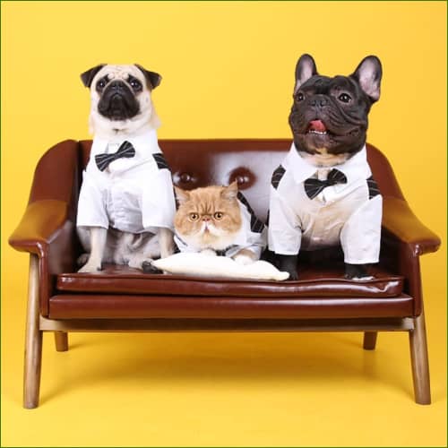 Costume Mignon De Mariage - Smoking Chic pour petit chien