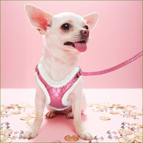 Harnais Chaud pour chihuahua Avec Sangle De Poitrine En Fourrure