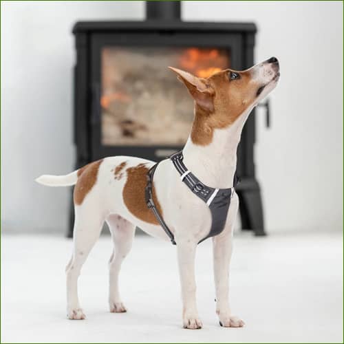 Harnais pour chiens pour la promenade ou la marche