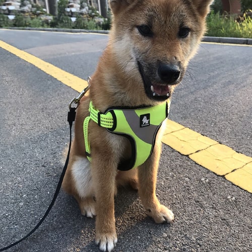 Harnais facile à mettre TRUELOVE