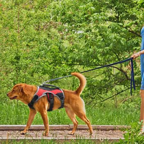 Harnais haut de gamme MIDOG pour labrador, avec poignée réfléchissant