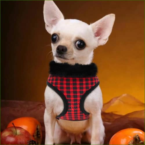 harnais de luxe pour chihuahuas