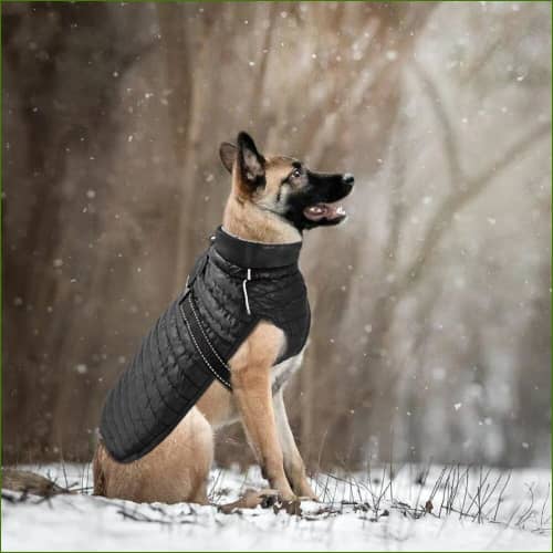 Manteau Gros Chien Sans Manches Avec Col Fourré sur un berger allemand