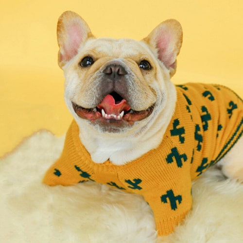 Pull pour chien carlin