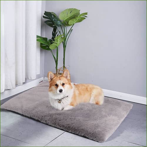 matelas épais pour grand chien