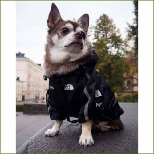 Veste pour chien coupe vent à capuche - sur un petit chien