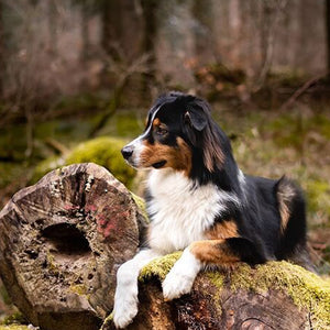 Les races de chiens berger en 2023