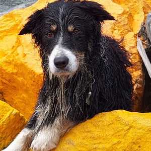 rafraîchir son chien en été