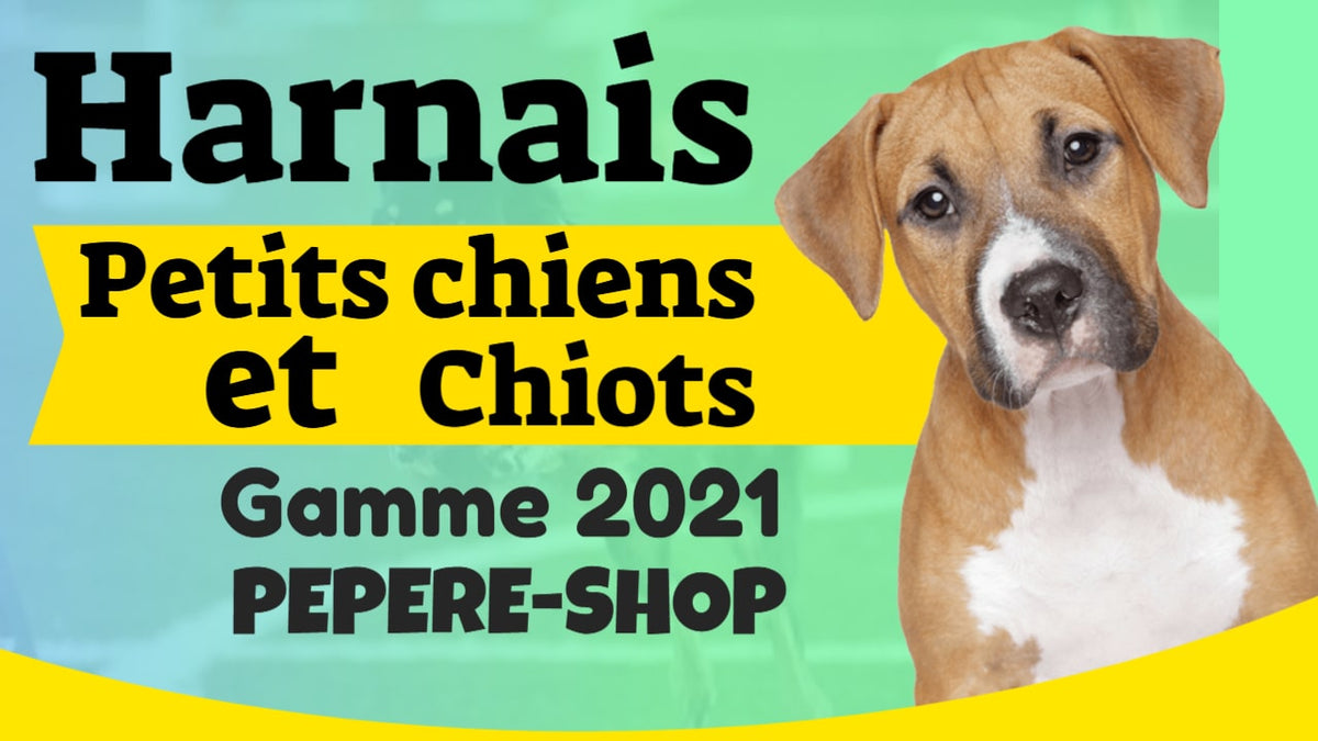 Harnais petits chiens et chiots-Vidéo 2021 PEPERE-SHOP