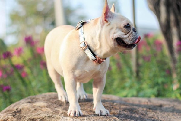 Colliers chien bouledogue