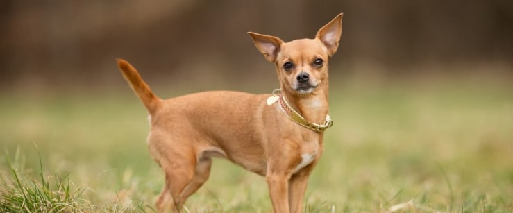 collection collier pour chihuahua 2021