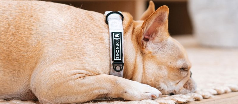 Les colliers pour bouledogue francais de Pepere-shop