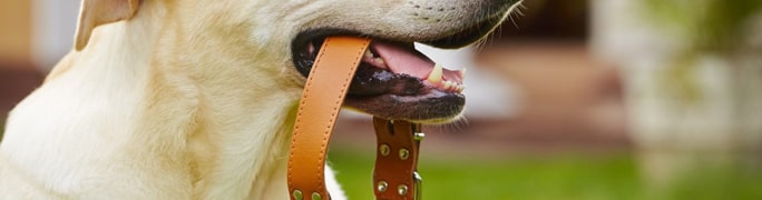 Les colliers cuir pour chien de PEPERE SHOP