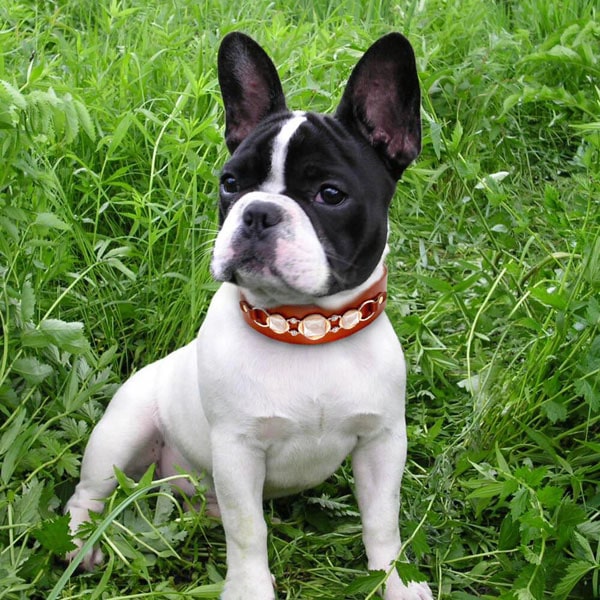 Colliers pour bouledogue Français